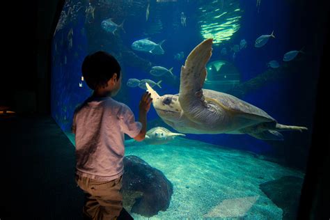  Virginia Beach Aquarium: Ontdek de Onderwaterwereld en Beleef Fantastische Watershows!